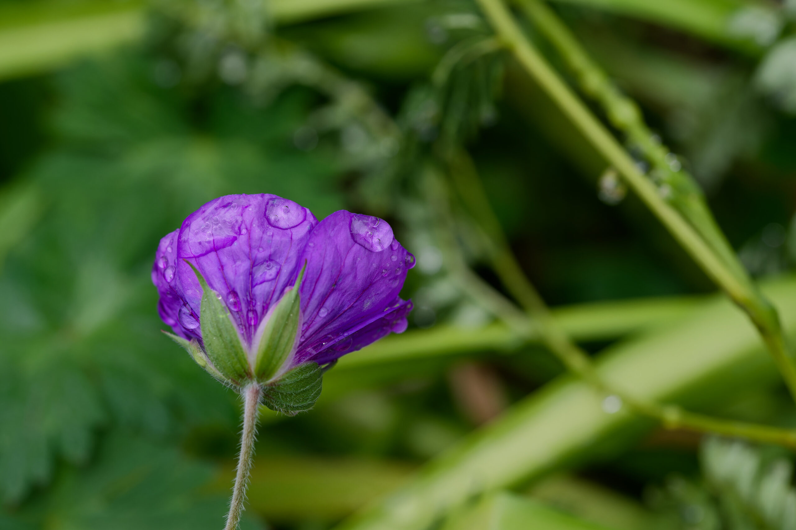 Jardin des plantes